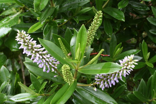 Hebe Diosmifolia NZ Aute
